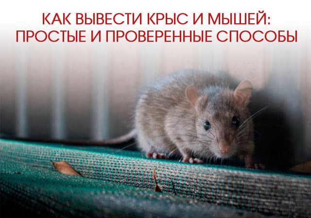 Как вывести крыс и мышей в Зеленограде: простые и проверенные способы