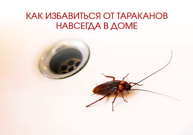 Как избавиться от тараканов в доме в Зеленограде