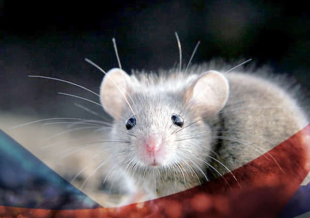 Уничтожение мышей в Зеленограде